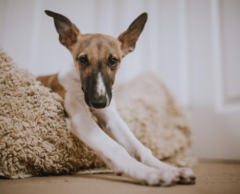 mitchell-orr-XdrXNIKRCGE-unsplash